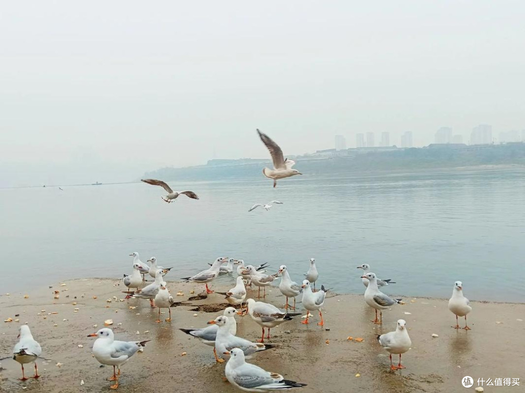 周边城市游,泸州看海鸥