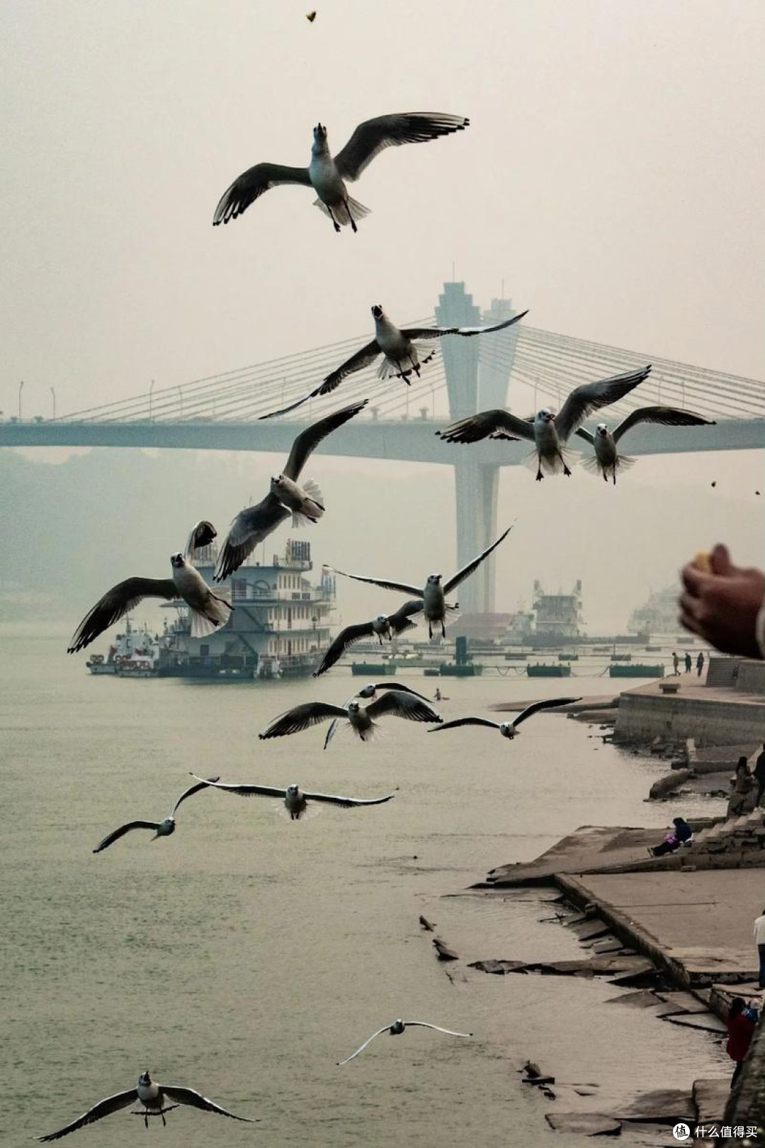 周边城市游,泸州看海鸥