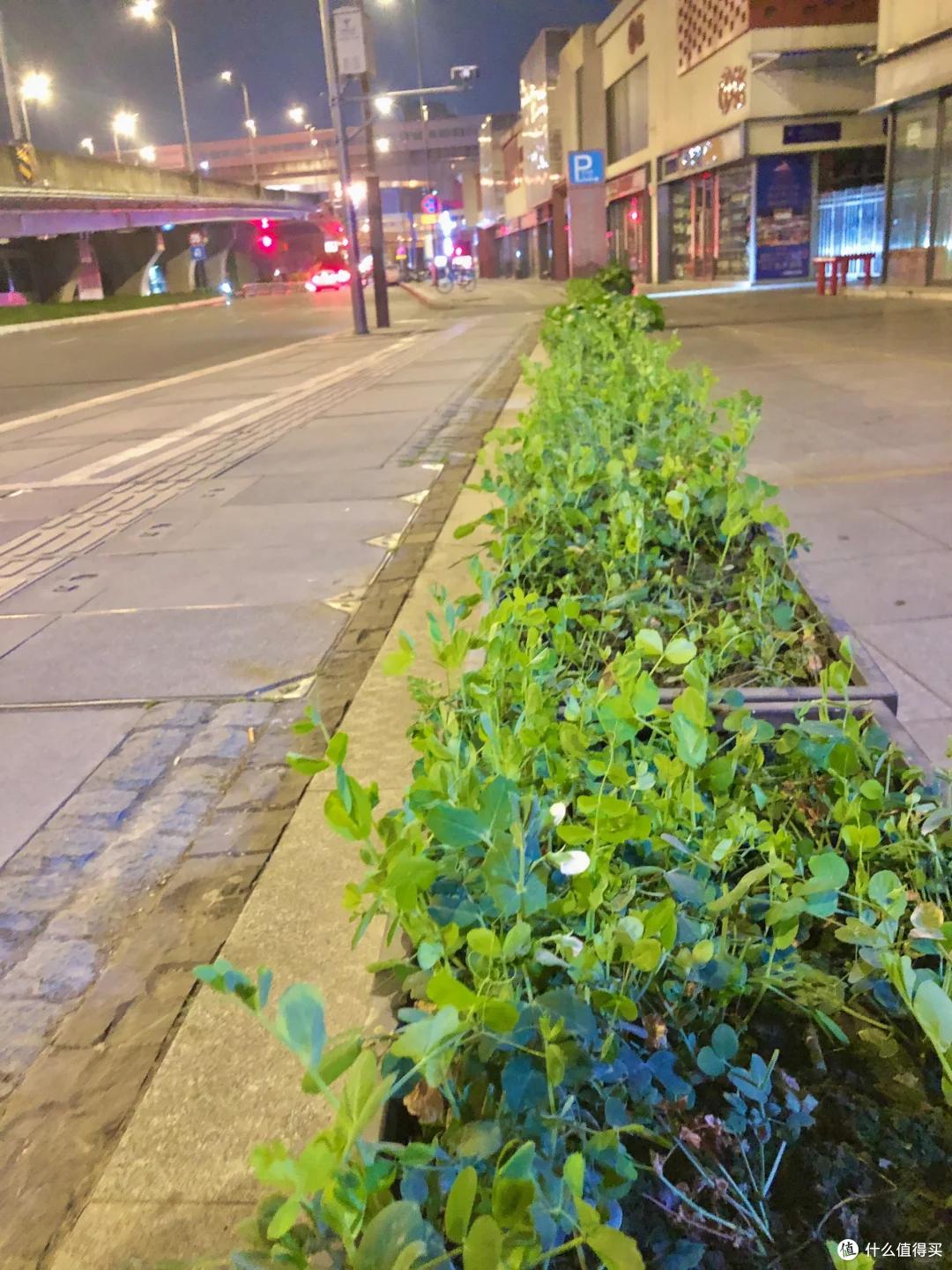 男子晒“上海的绿化带”,玉米长势喜人,网友:种地人看完都懵了