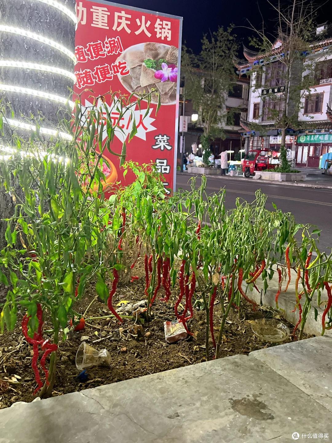 男子晒“上海的绿化带”,玉米长势喜人,网友:种地人看完都懵了