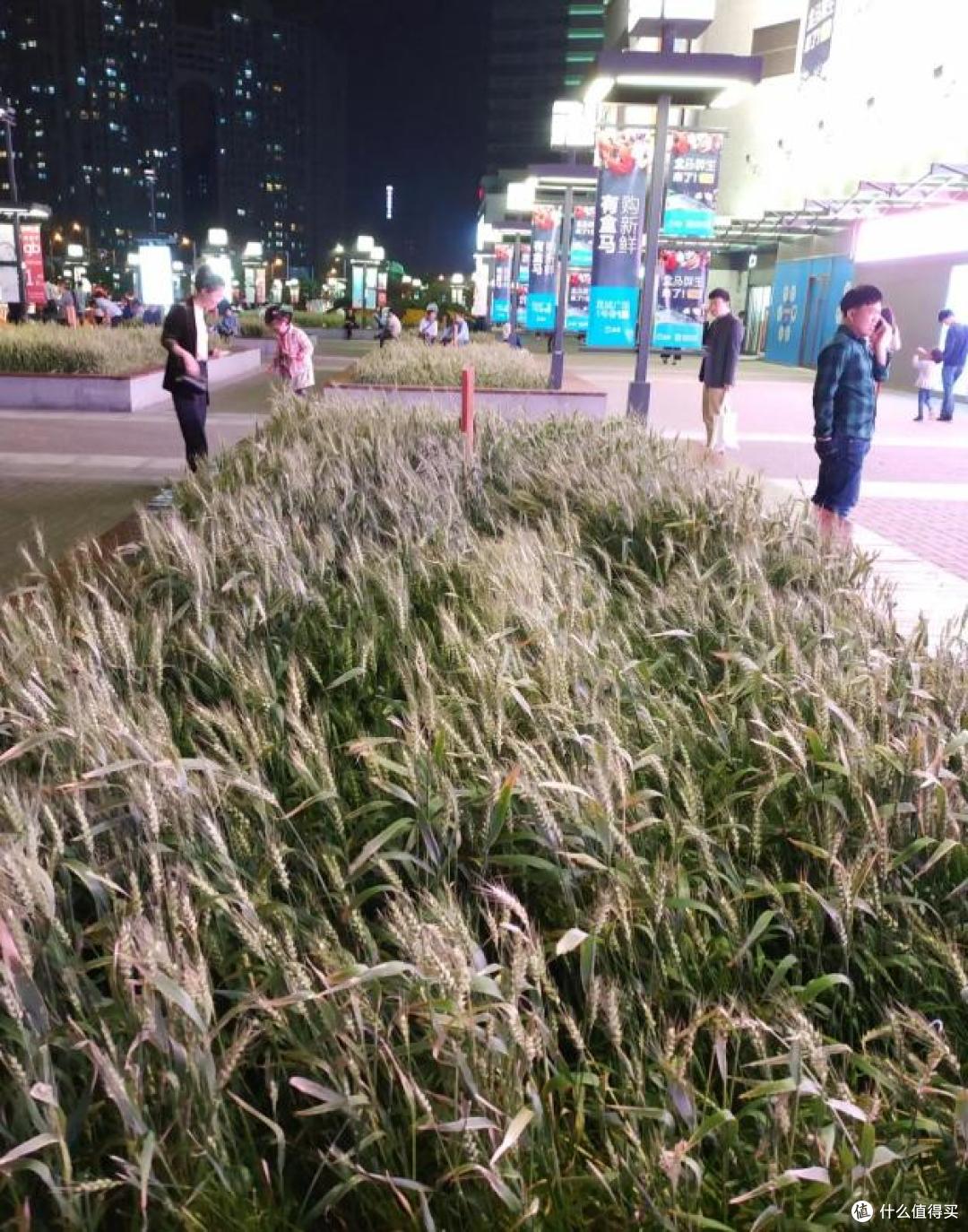 男子晒“上海的绿化带”,玉米长势喜人,网友:种地人看完都懵了