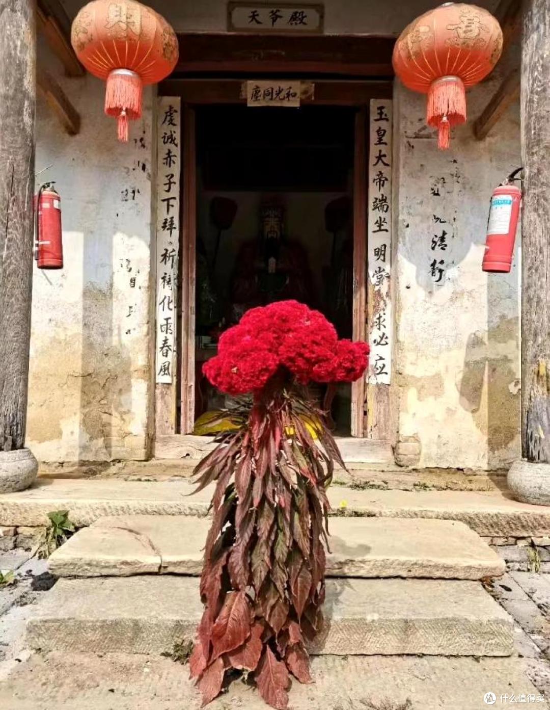 小伙偶遇“恐怖鸡冠子花”,太诡异了,网友:鸡皮疙瘩掉一地~