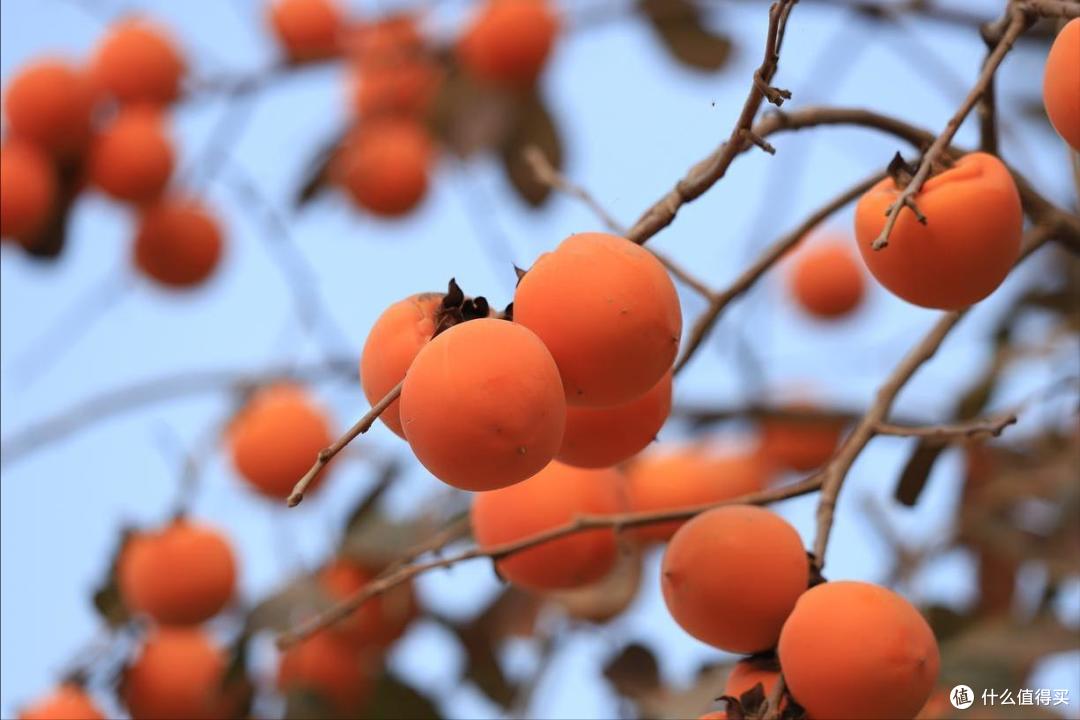中国,最好吃的10种柿子,不接受反驳