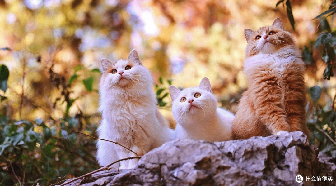 布偶猫吃什么猫粮比较好?独家分享猫粮排名前三产品