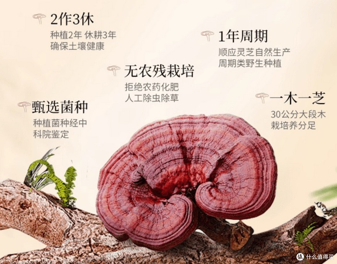 仙芝楼产品靠谱吗？从品牌背景到产品实测，给你真实答案