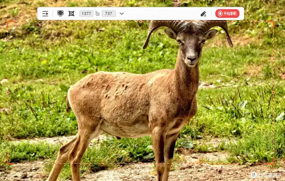 电脑录屏怎么录？详解5款实用软件