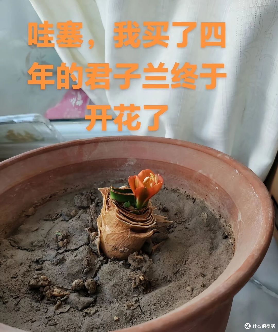 姑娘晒妈妈养4年的“君子兰9月开花”，网友：咱妈真行！