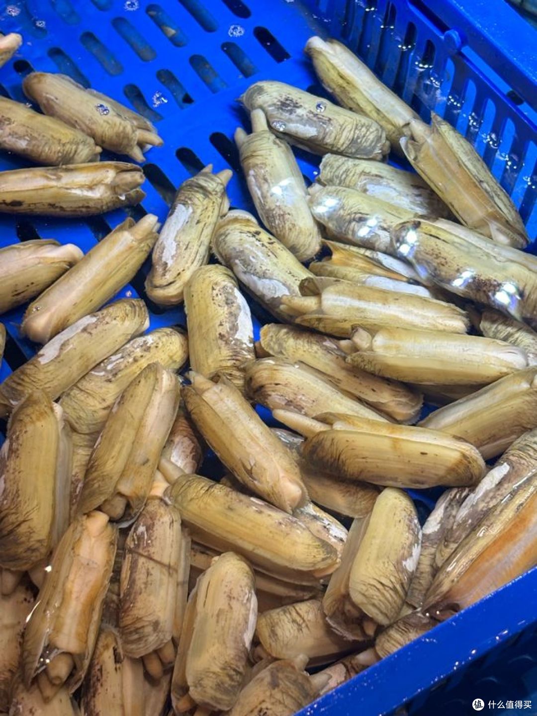 指甲螺和蛏子区别,你知道差别在哪吗?