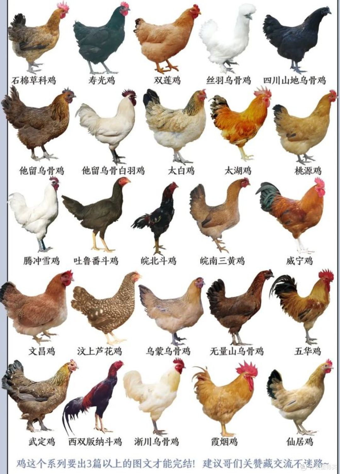 中国十大名鸡,谁是最受欢迎的鸡种?