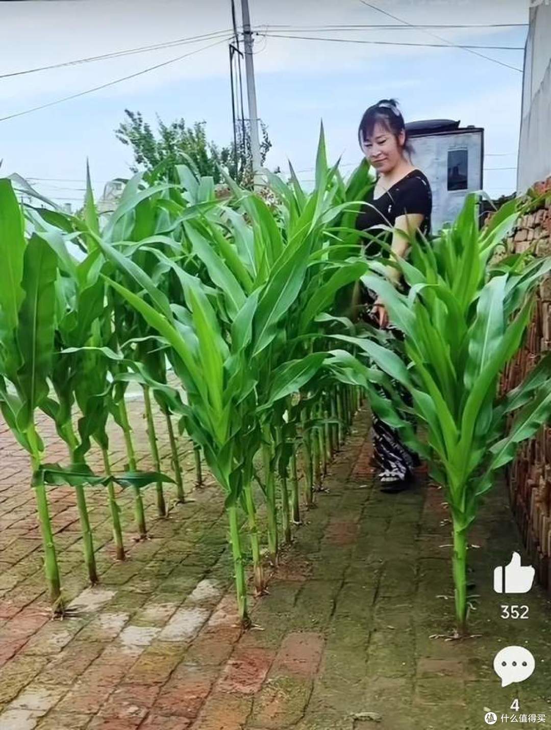 安徽一姑娘,在砖缝里种玉米,看着玉米大丰收,网友们都惊呆了!