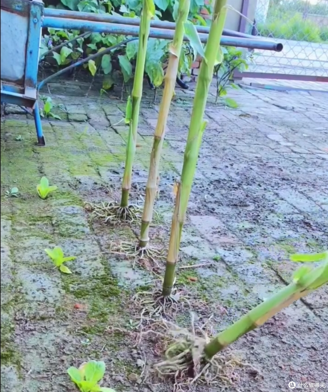 安徽一姑娘,在砖缝里种玉米,看着玉米大丰收,网友们都惊呆了!