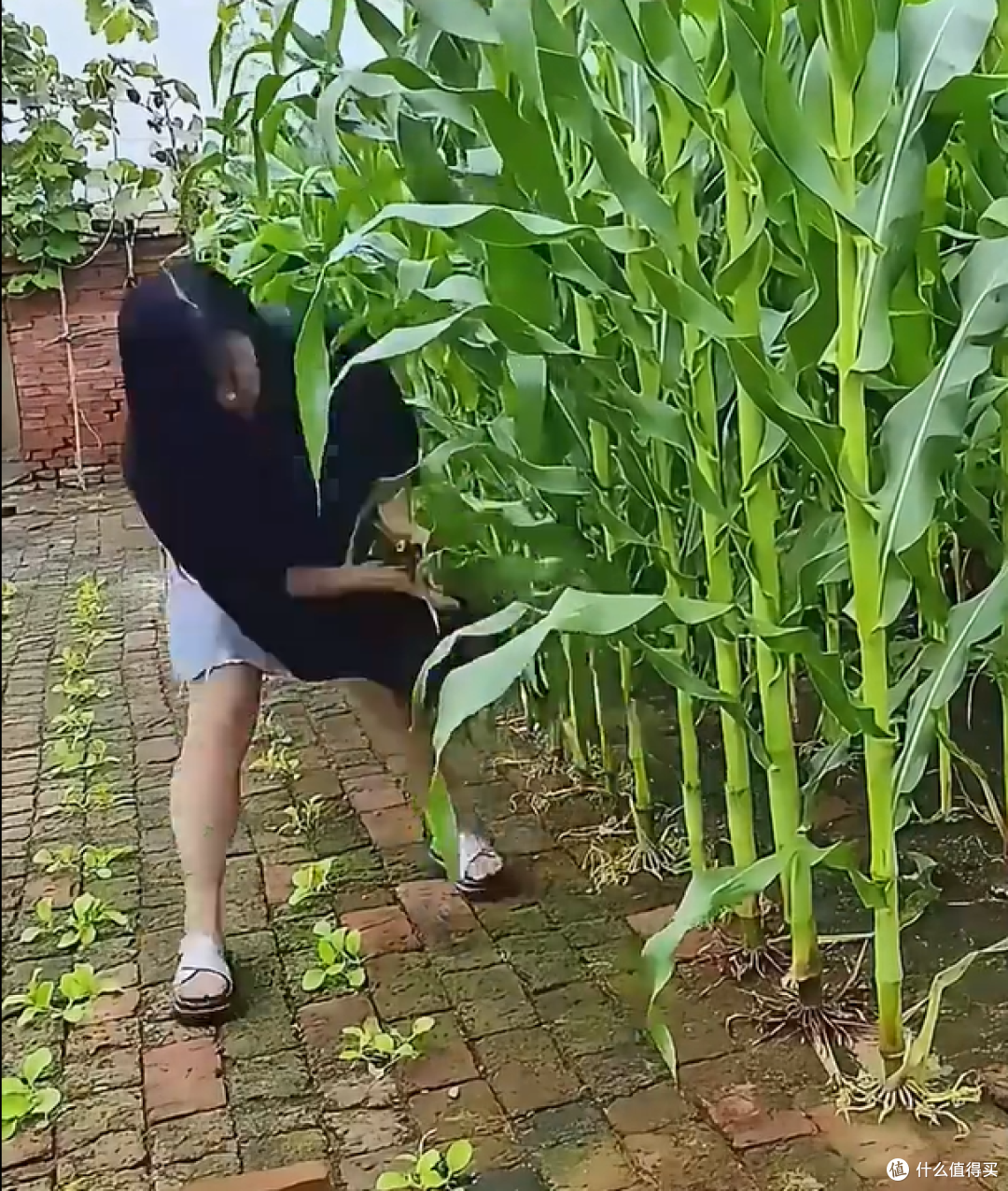 安徽一姑娘,在砖缝里种玉米,看着玉米大丰收,网友们都惊呆了!