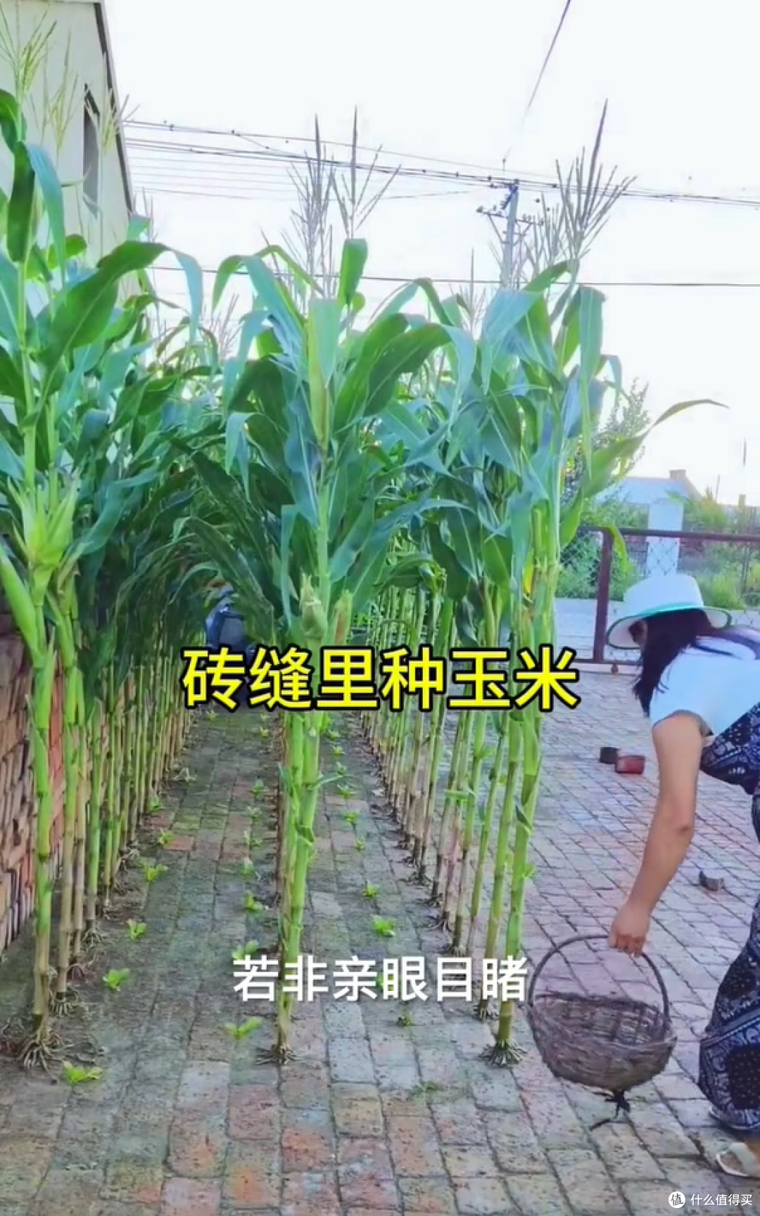 安徽一姑娘,在砖缝里种玉米,看着玉米大丰收,网友们都惊呆了!