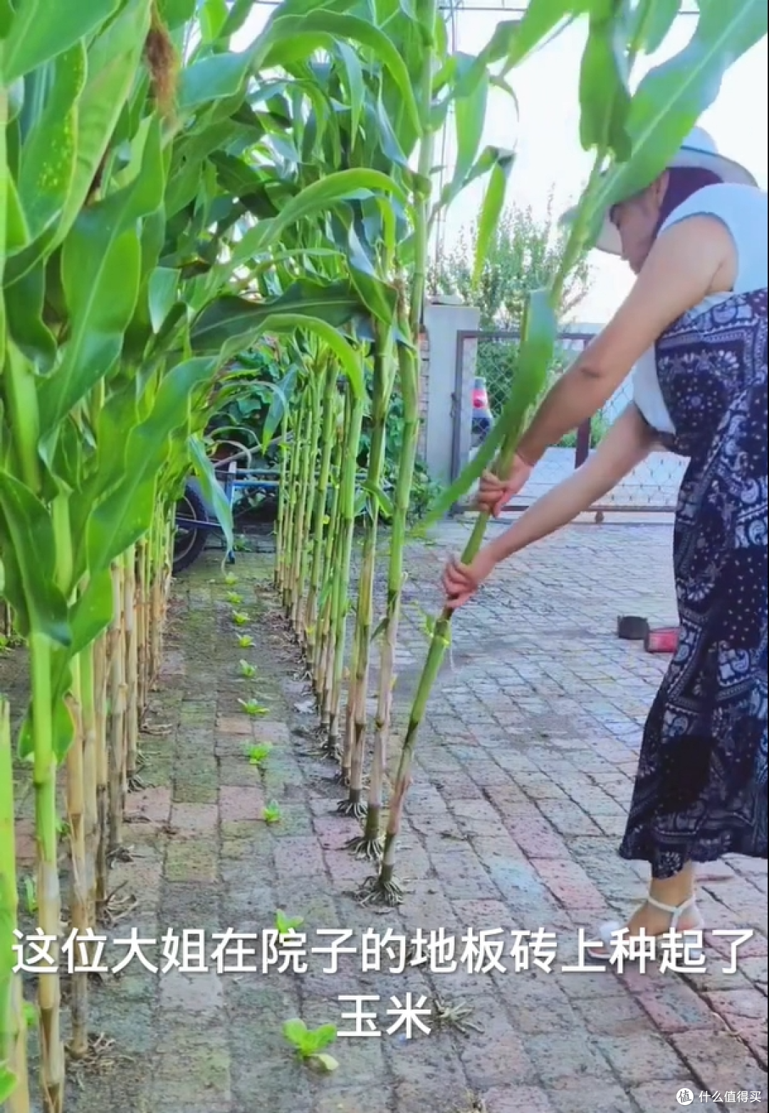 安徽一姑娘,在砖缝里种玉米,看着玉米大丰收,网友们都惊呆了!