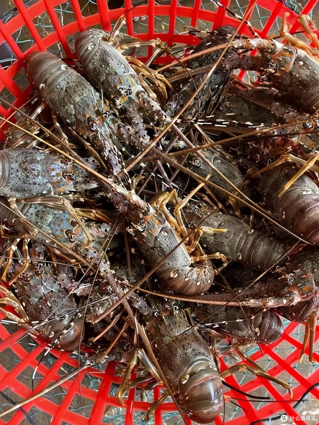 为什么说广东海鲜吊打全国?