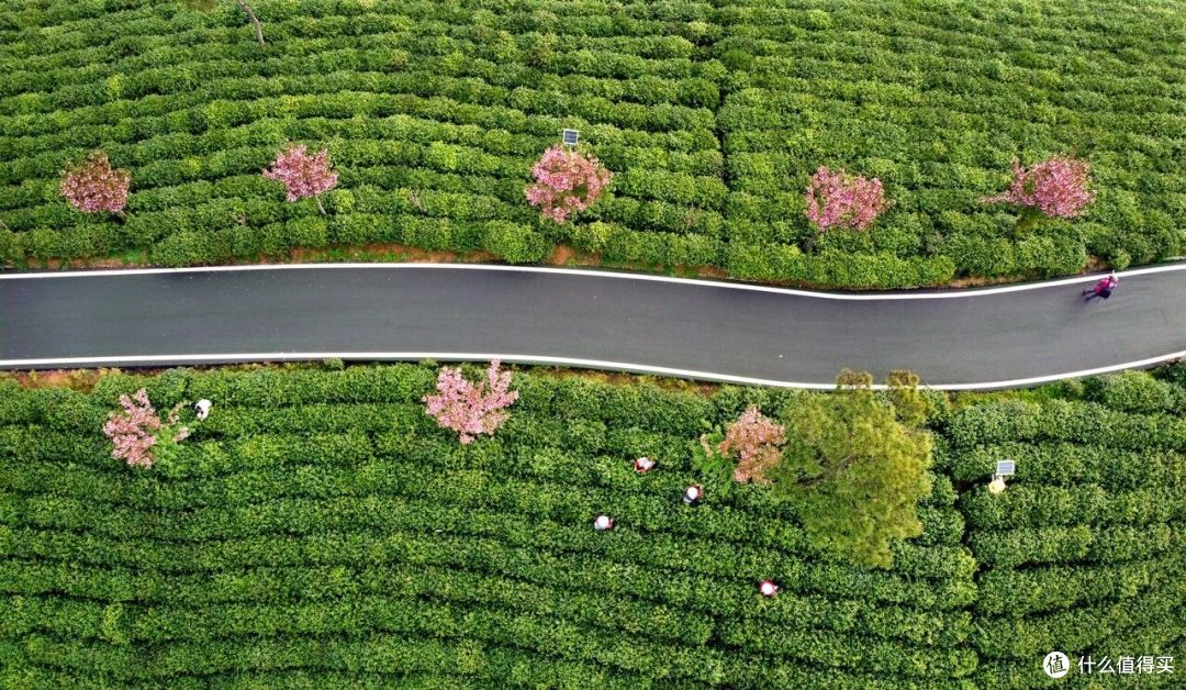 赴信阳:在茶社抿毛尖,在南湾湖等一场琥珀色日落