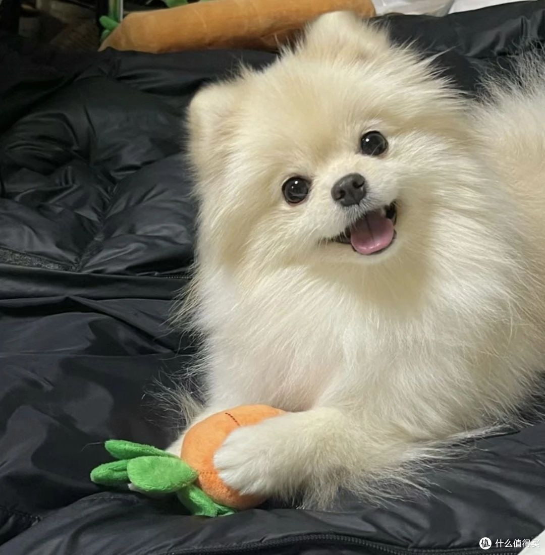 博美挑食不吃饭选哪种狗粮好？挑食克星帮你解决