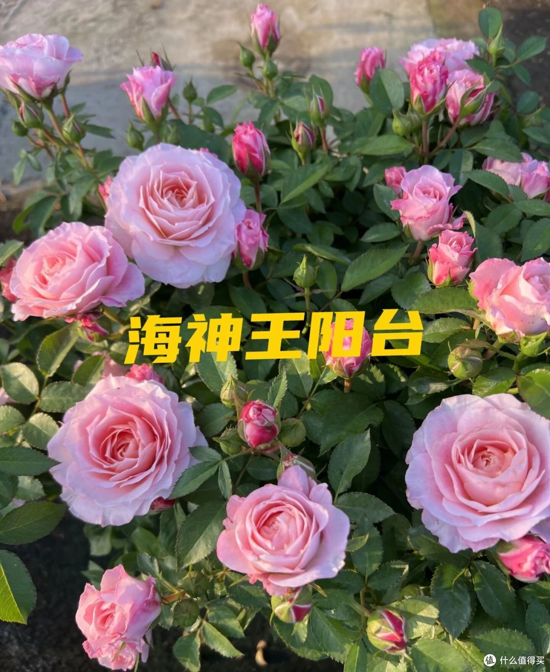 北京一男子养1年的“海神王阳台”,爆花又惊艳,网友:真优秀!