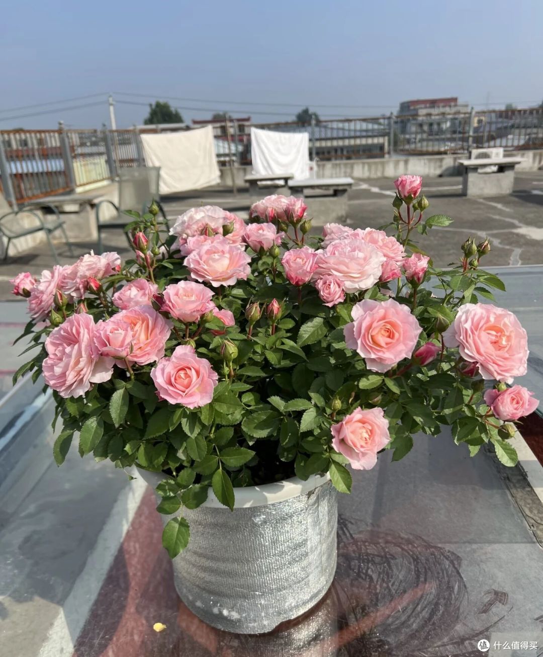 北京一男子养1年的“海神王阳台”,爆花又惊艳,网友:真优秀!
