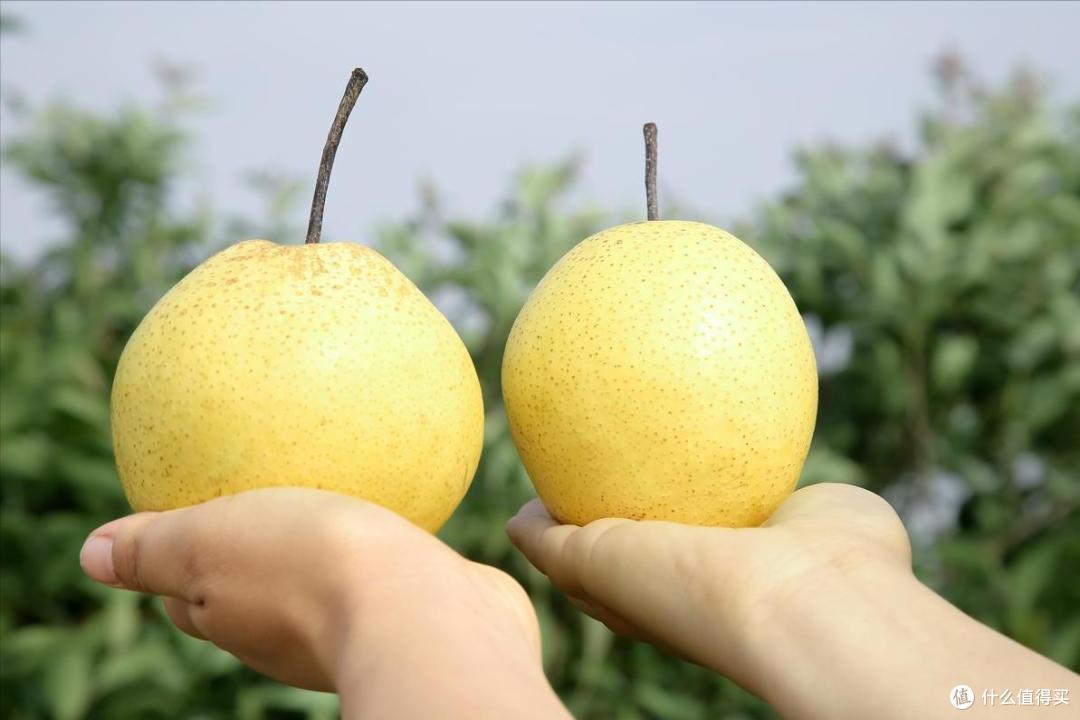 中国,哪的梨最好吃?经过评比,这10个地方最受欢迎,有你家乡吗