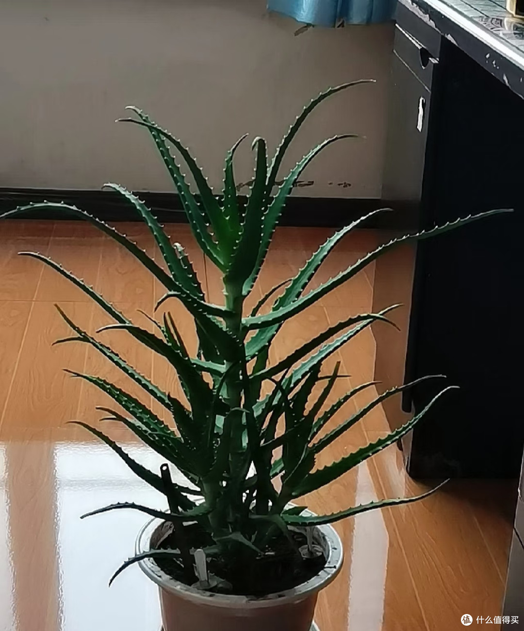 女子晒奶奶养50年的“多头芦荟桩”,茎比腿粗,网友:狂魔乱舞!