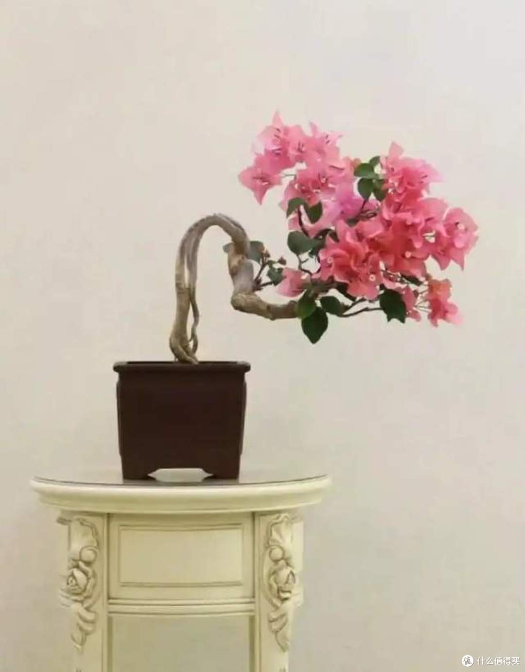 用1根铁丝养三角梅,将三角梅养得“美轮美奂”,建议学一学!
