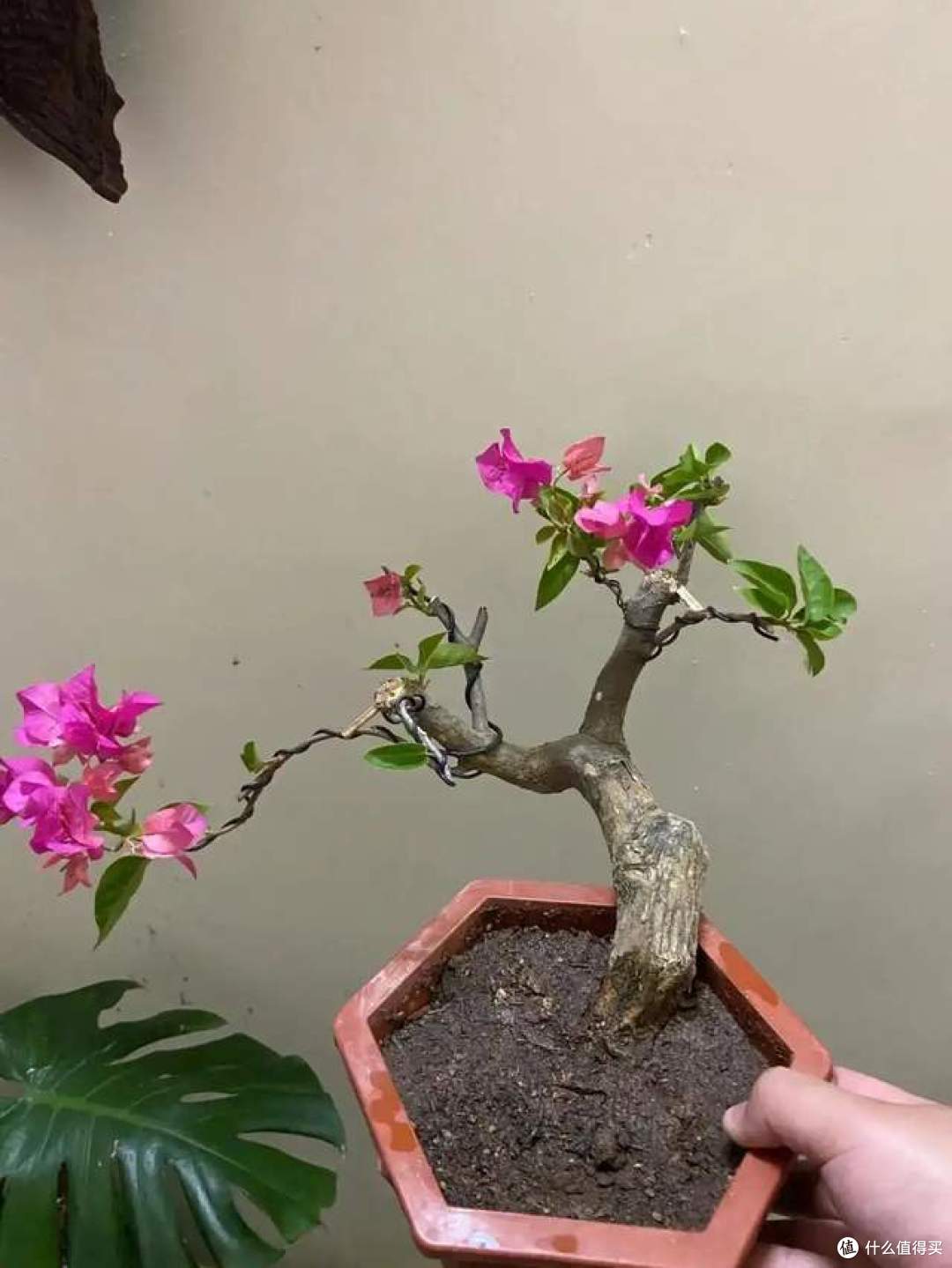 用1根铁丝养三角梅,将三角梅养得“美轮美奂”,建议学一学!