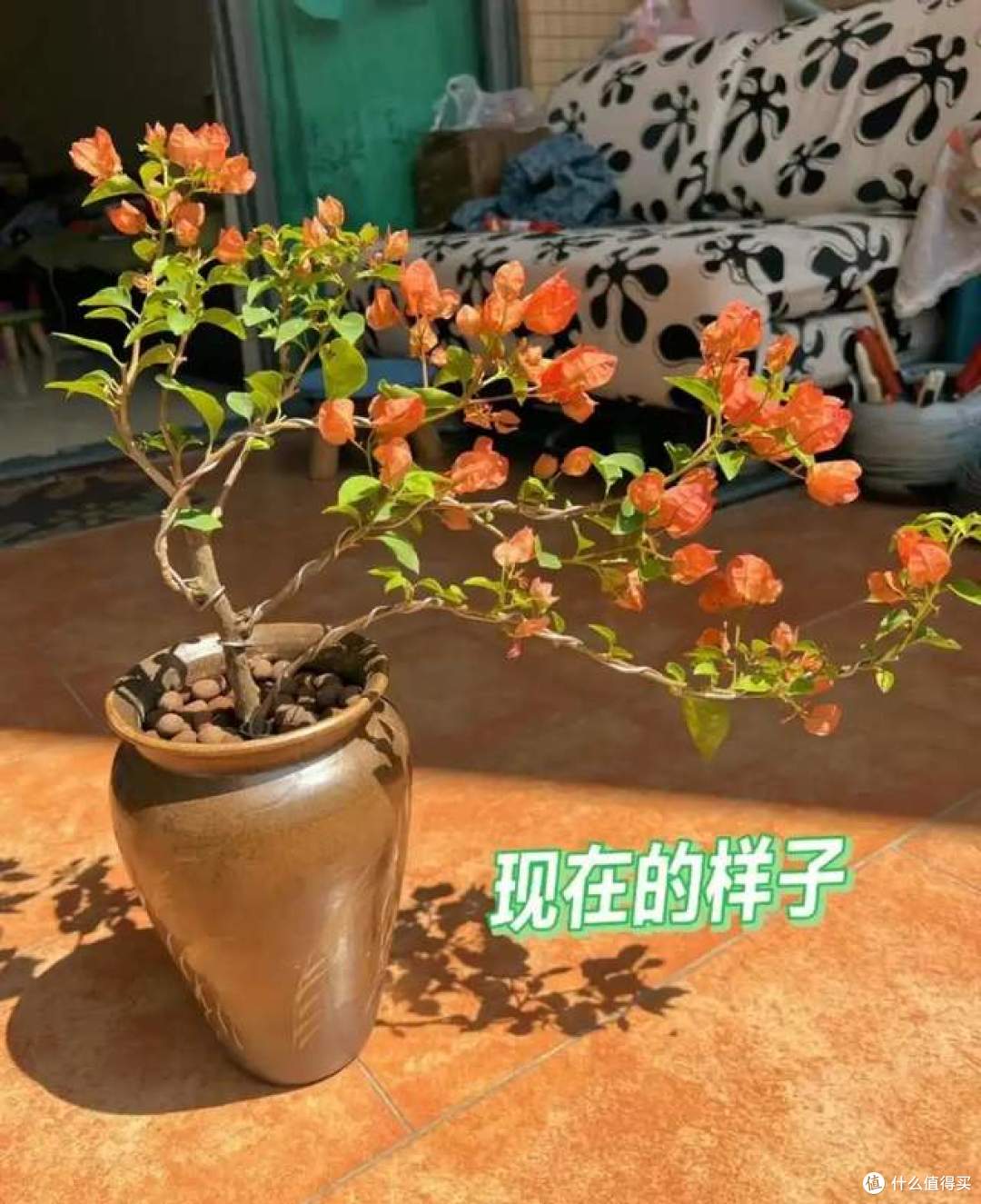 用1根铁丝养三角梅,将三角梅养得“美轮美奂”,建议学一学!