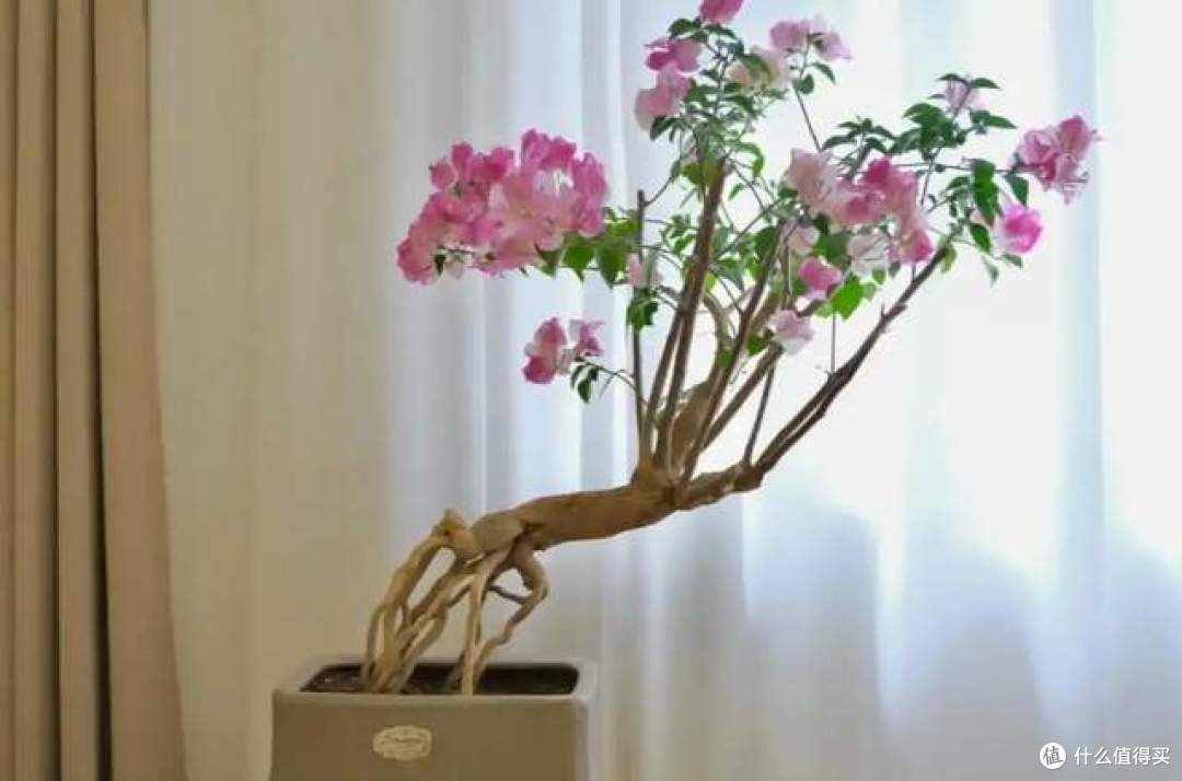 用1根铁丝养三角梅,将三角梅养得“美轮美奂”,建议学一学!
