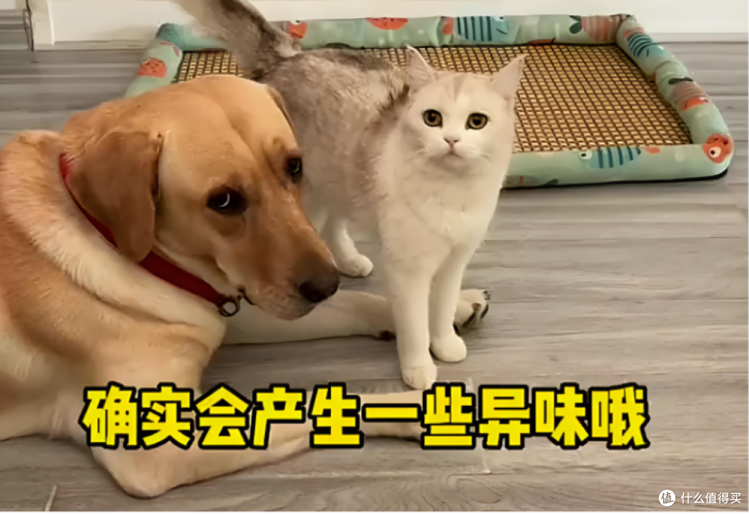 【2025除螨仪最新选购】除螨仪哪个牌子好?