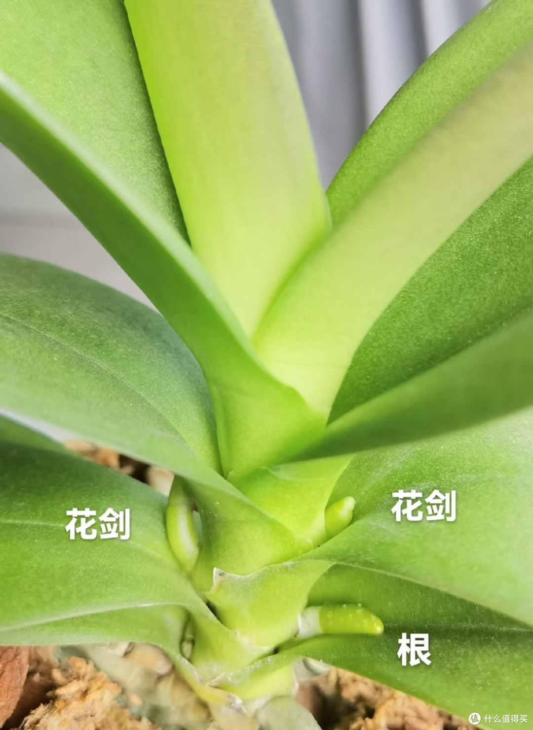 男子因“蝴蝶兰根当花箭养”引围观,网友:求放过!