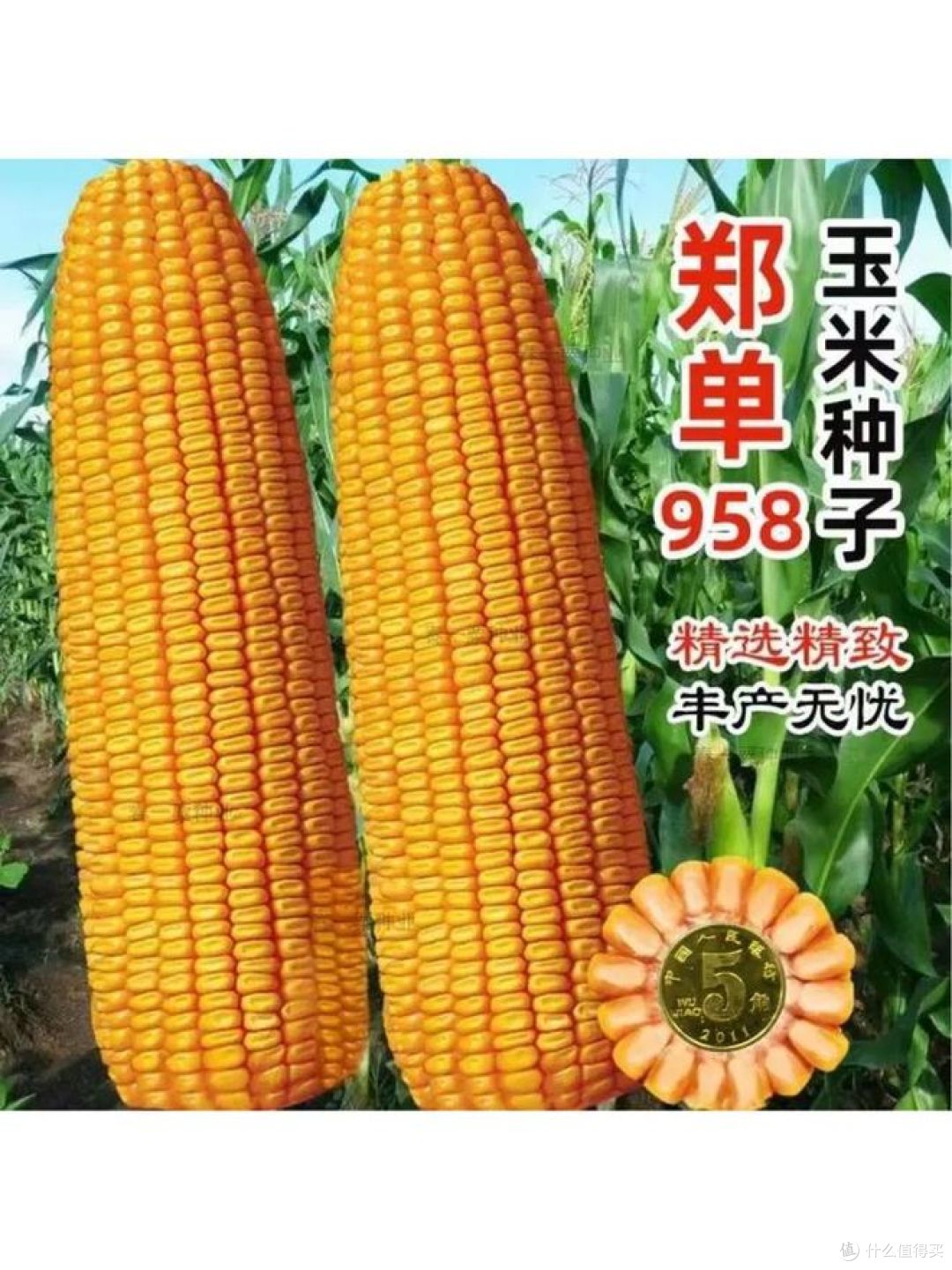 十大玉米品种排行前十名，谁是最佳选择？
