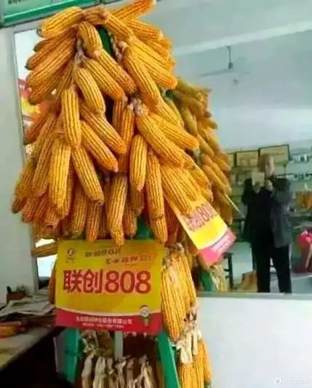 十大玉米品种排行前十名，谁是最佳选择？