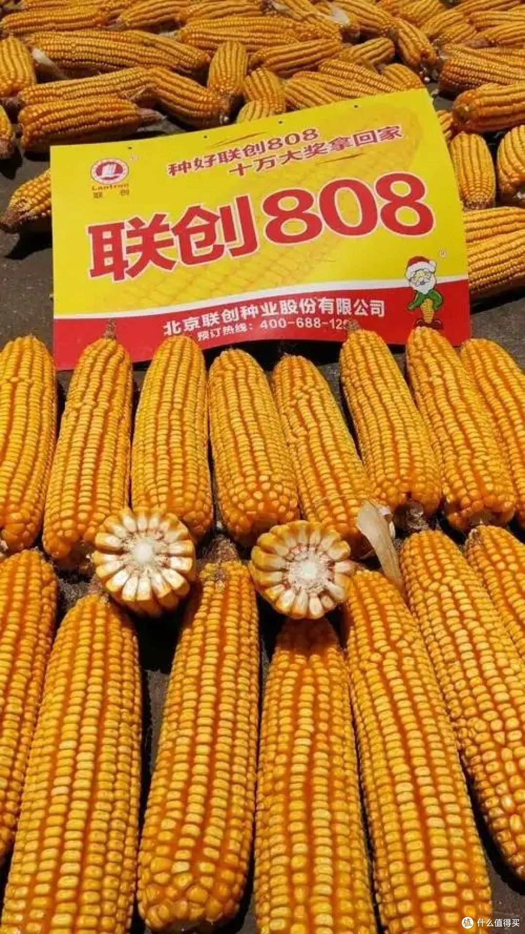 十大玉米品种排行前十名，谁是最佳选择？
