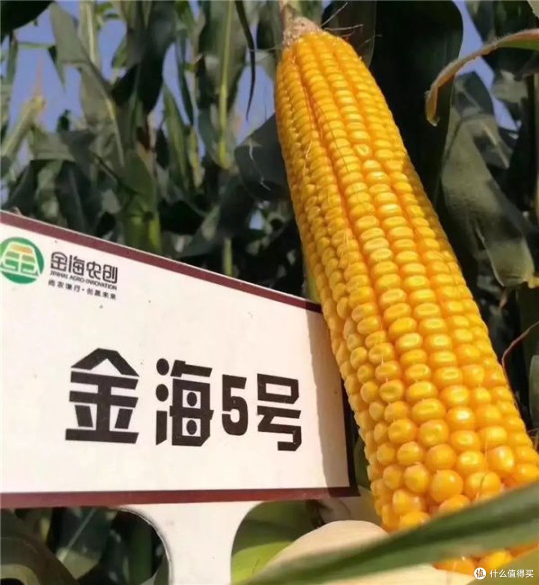 十大玉米品种排行前十名，谁是最佳选择？