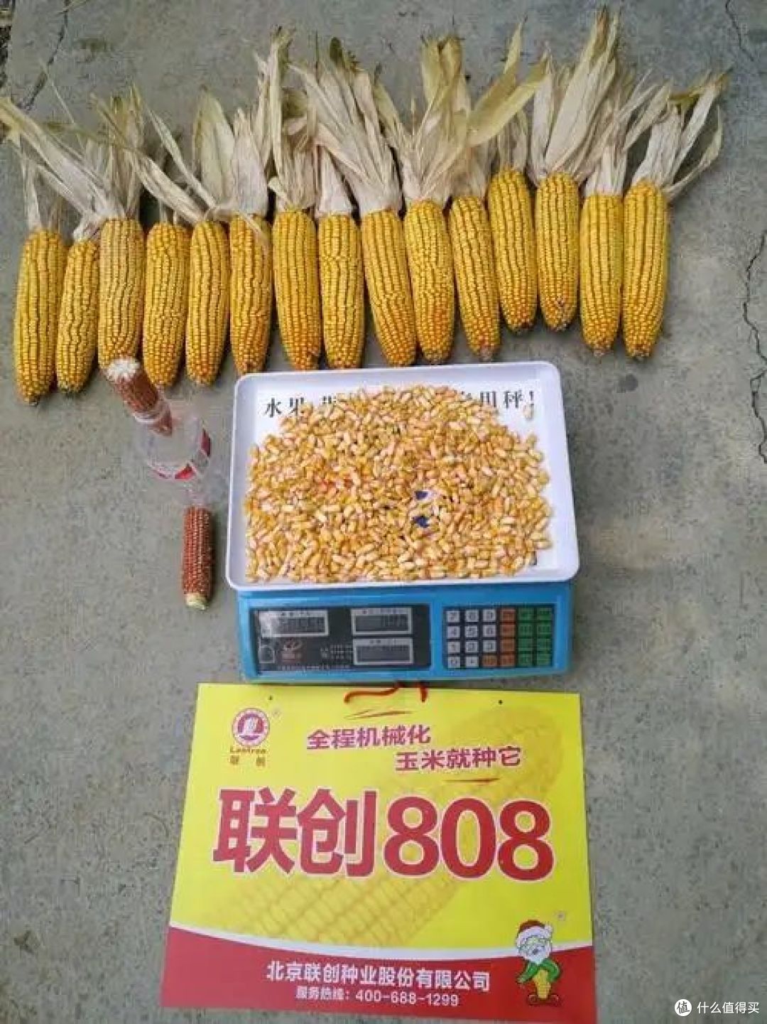 十大玉米品种排行前十名，谁是最佳选择？