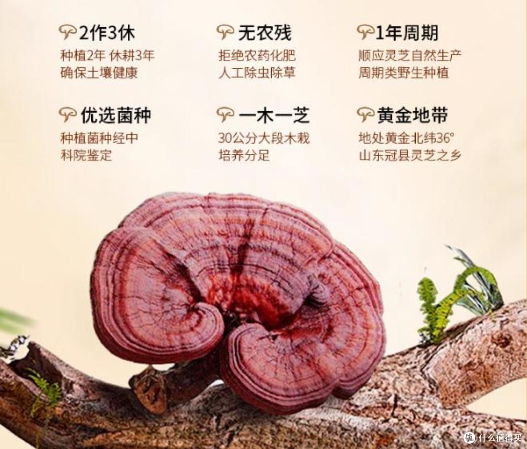 灵芝孢子粉哪个牌子品质高?灵芝孢子粉十大口碑品牌!用着超放心