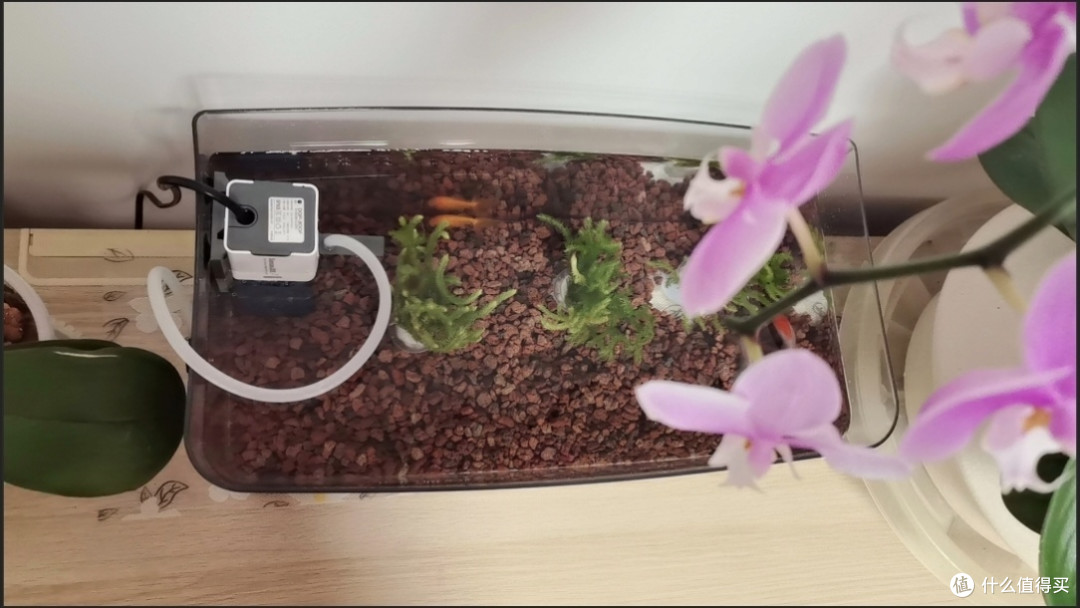 森森鱼缸增氧泵使用体验:小型水族箱的“活力引擎”