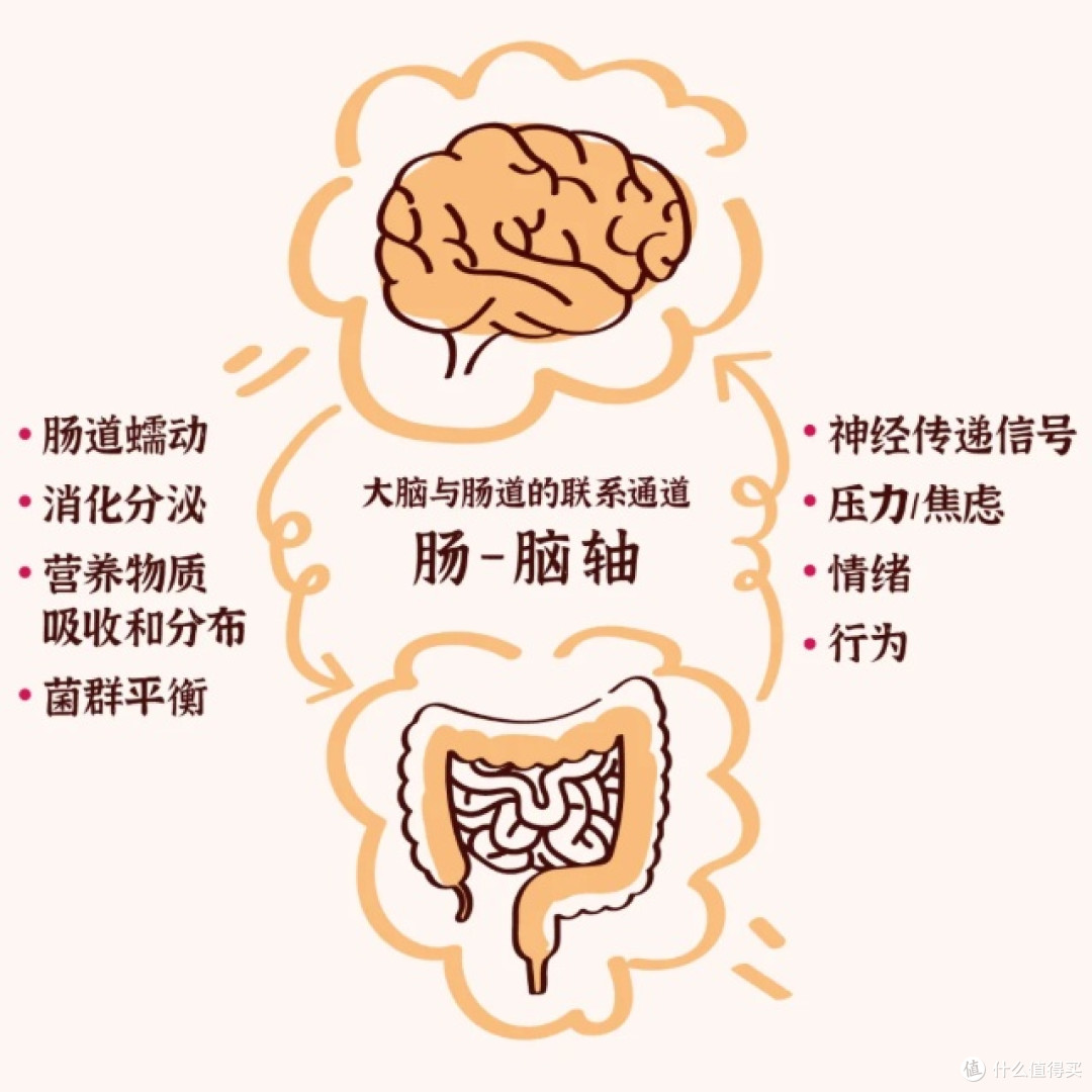 气到吃不下饭,紧张到肚子疼,脑肠互动源头用cns舒畅益生菌破局