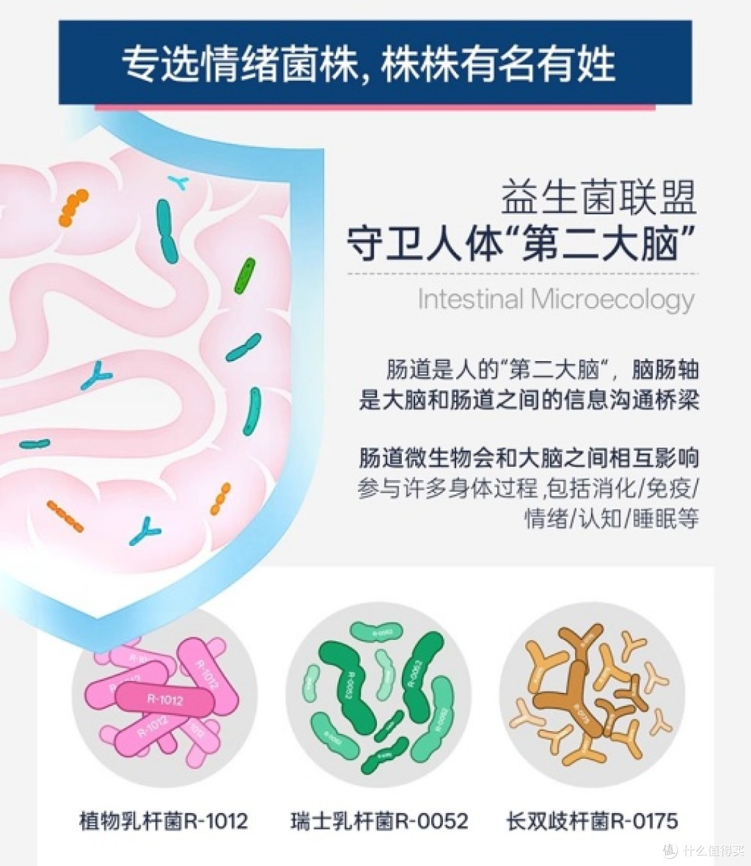 气到吃不下饭,紧张到肚子疼,脑肠互动源头用cns舒畅益生菌破局