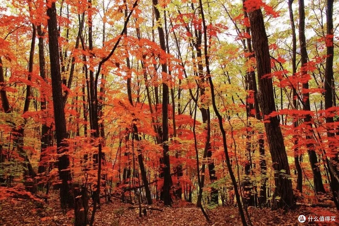 又开一条重量级高铁!今年冬天最火爆的地方肯定就是她了!