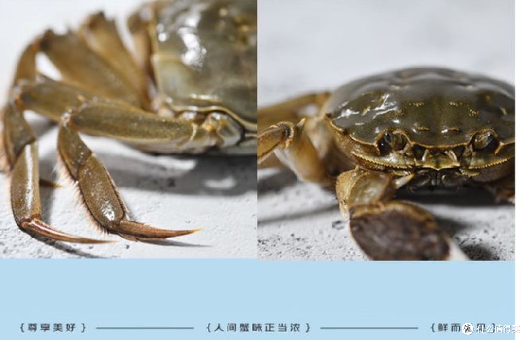 中秋礼盒:新鲜大闸蟹现货,8只全母蟹等你品尝!