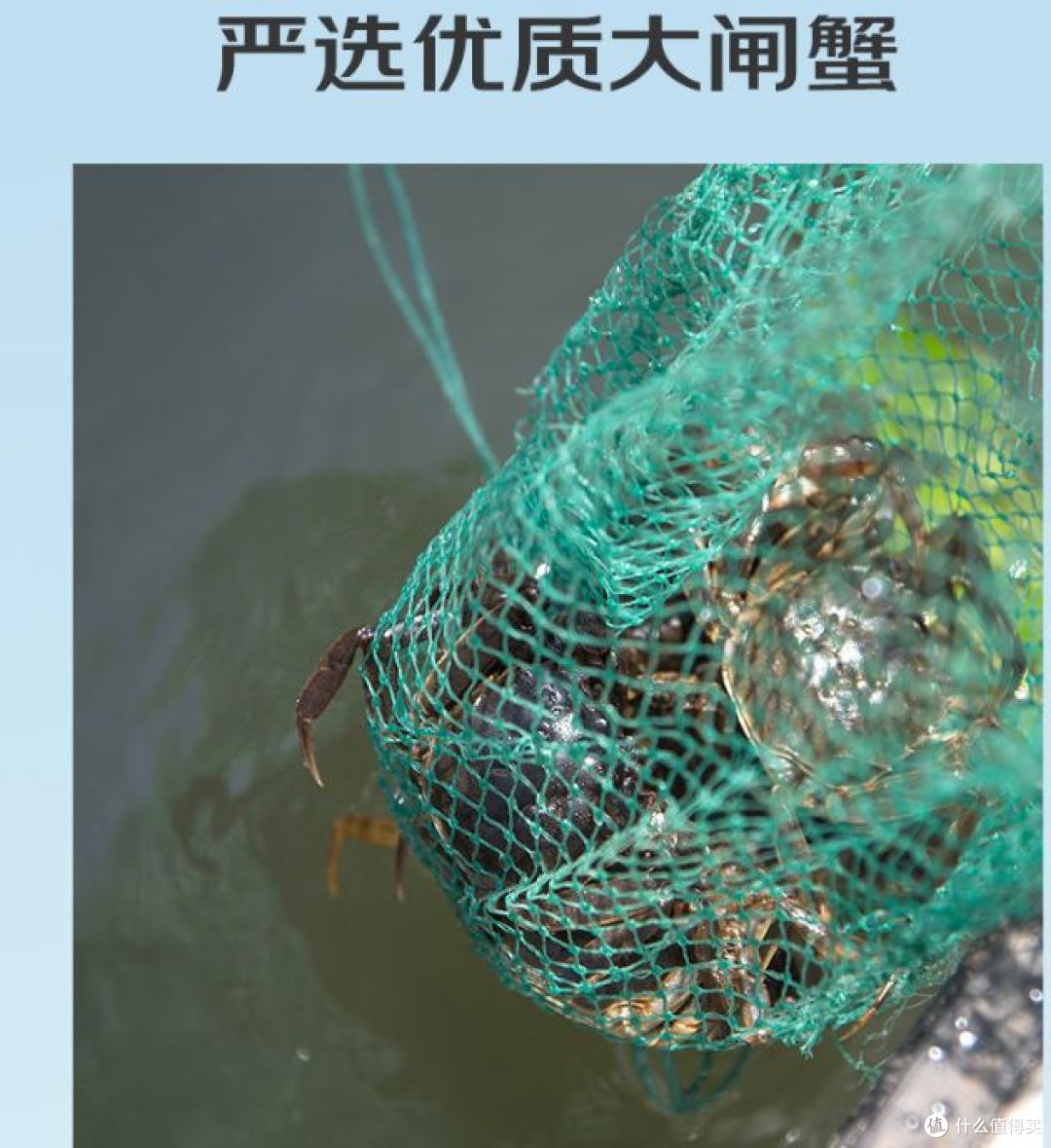 中秋礼盒:新鲜大闸蟹现货,8只全母蟹等你品尝!