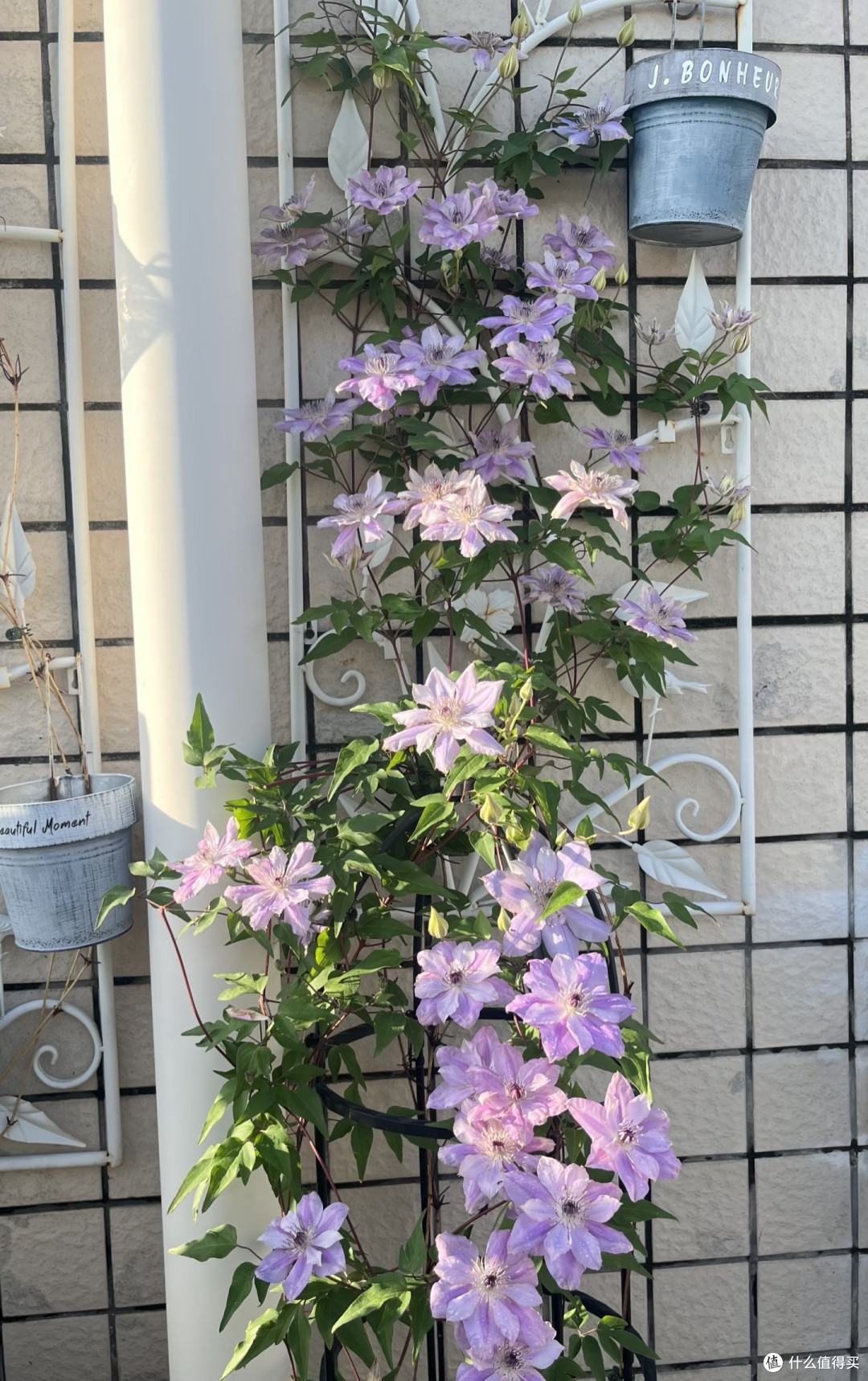 四川一女子养3年的铁线莲,秋季“爆花”了!花友:想知道咋养的