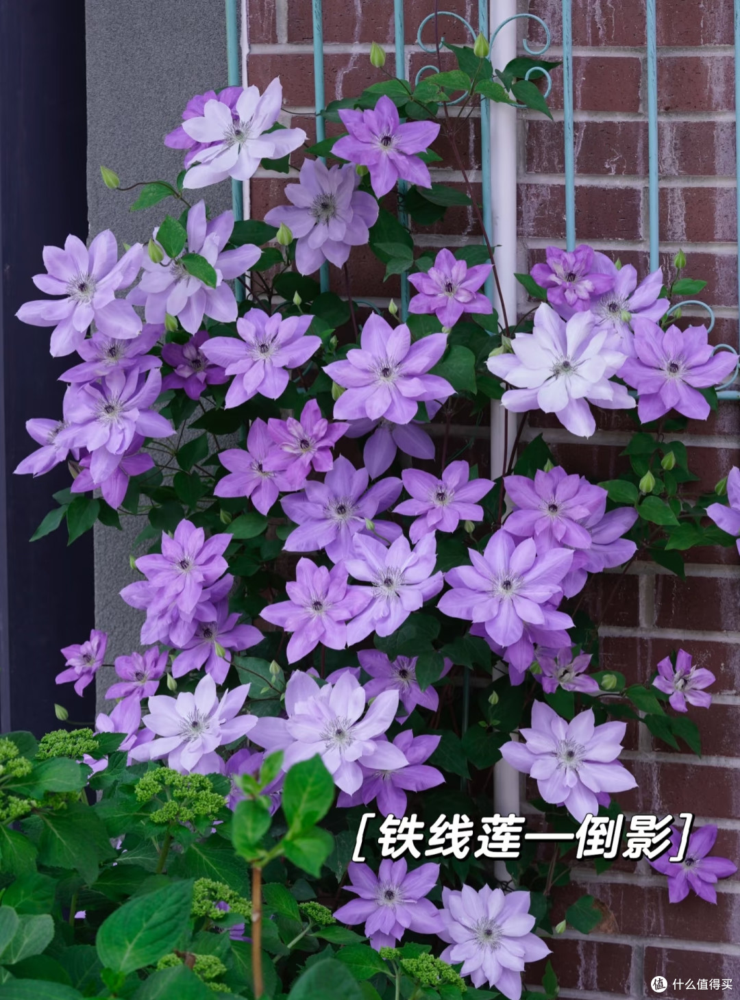 四川一女子养3年的铁线莲,秋季“爆花”了!花友:想知道咋养的