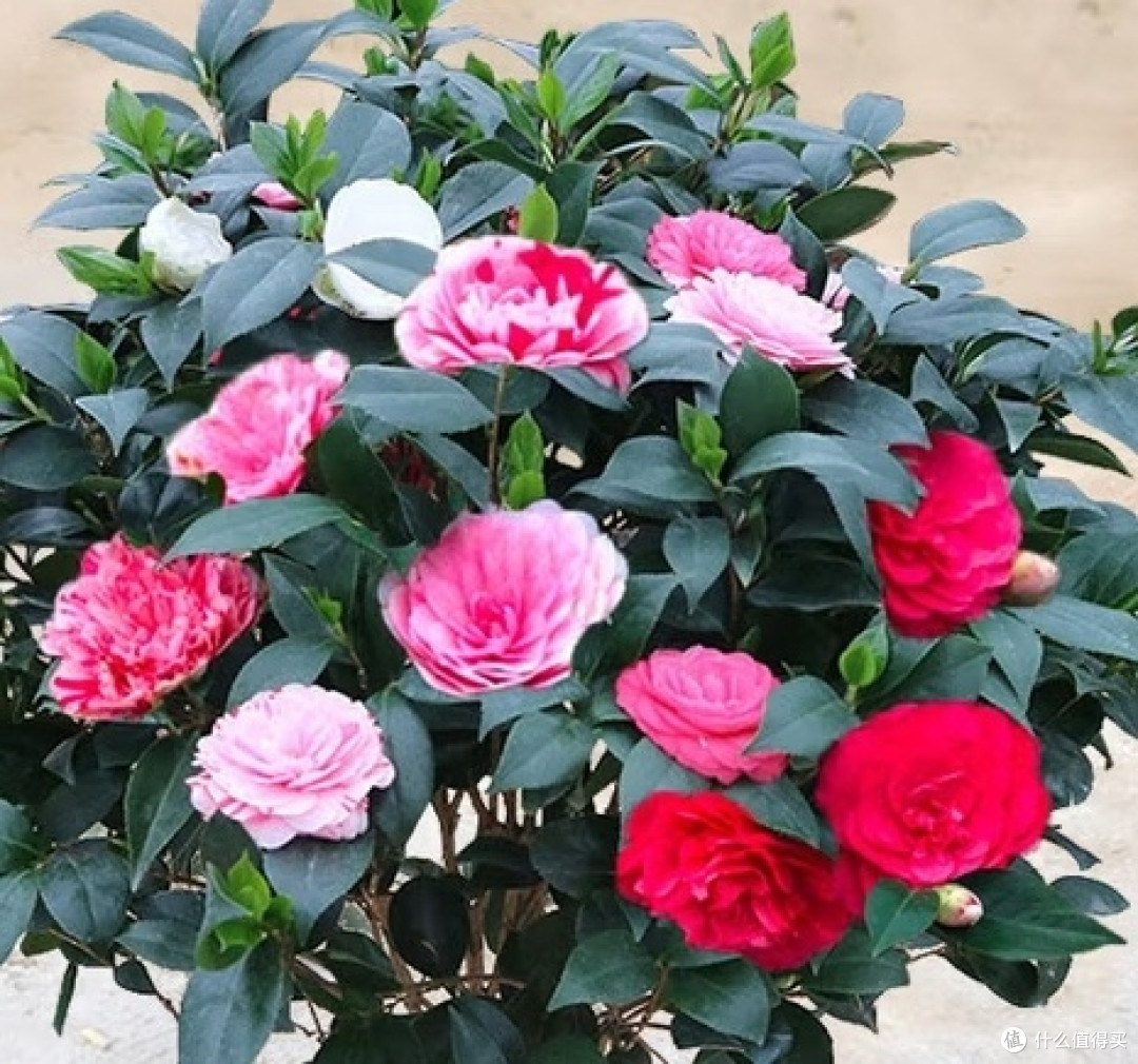 亲子共赴“花约”:花翁五色赤丹山茶花盆栽,装点家居清新梦
