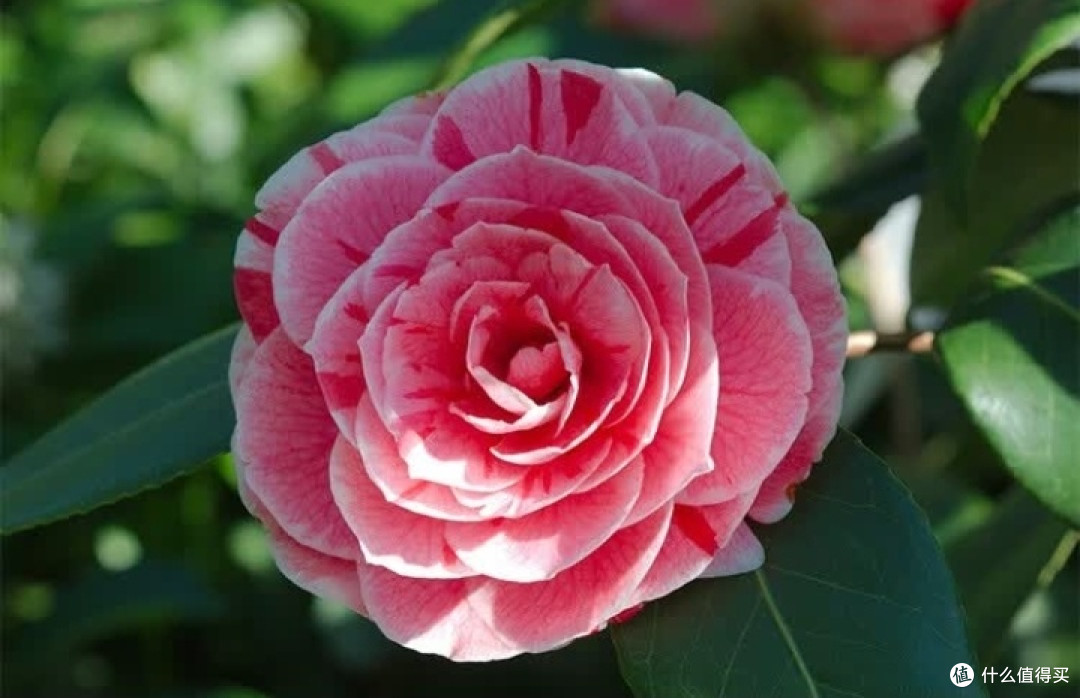 亲子共赴“花约”:花翁五色赤丹山茶花盆栽,装点家居清新梦