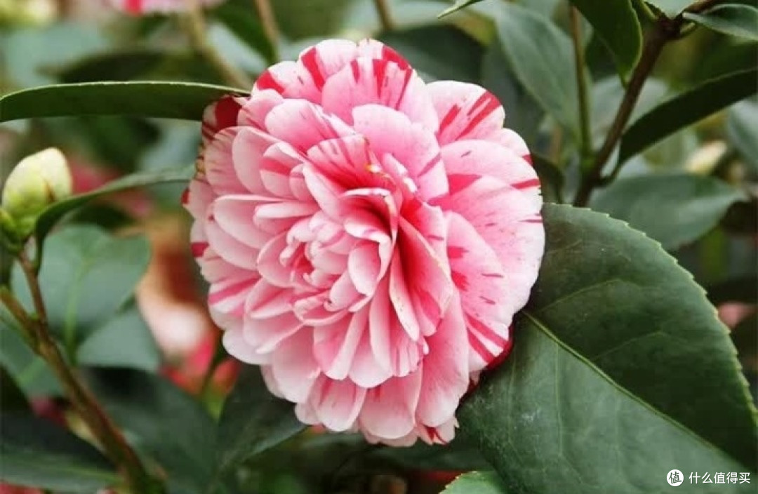 亲子共赴“花约”:花翁五色赤丹山茶花盆栽,装点家居清新梦