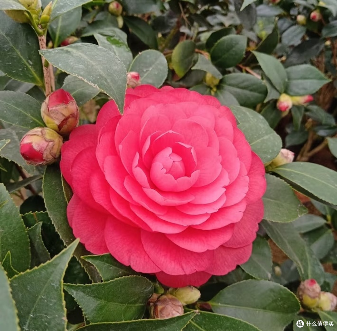 亲子共赴“花约”:花翁五色赤丹山茶花盆栽,装点家居清新梦
