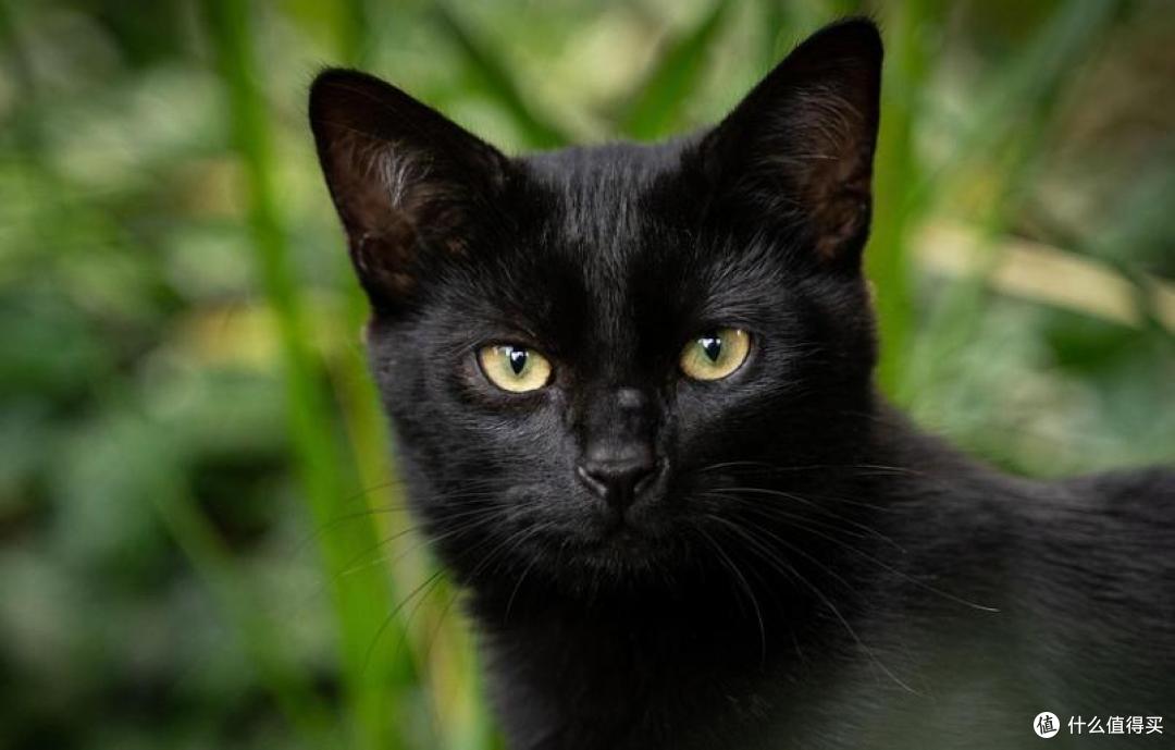 2025十大公认最好的猫罐头有哪些?猫罐头十大品牌网Top 4测评!